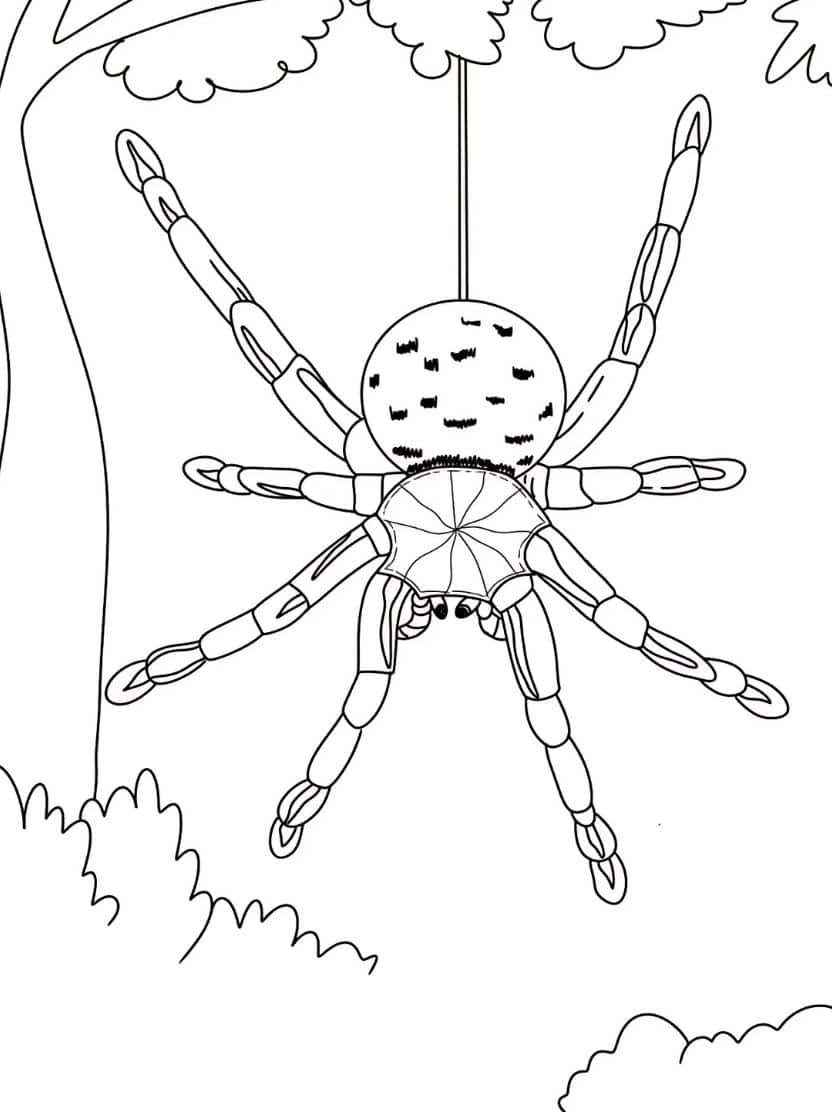 Kleurplaat Spin In Een Boom